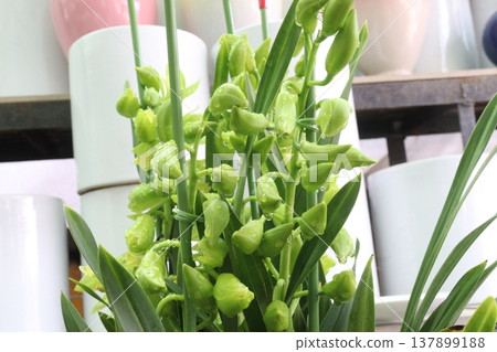 Boat orchid or cymbidium orchid flower plant Boat orchid or cymbidium orchid flower plant 137899188