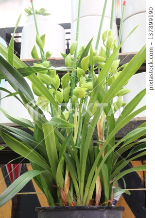 Boat orchid or cymbidium orchid flower plant Boat orchid or cymbidium orchid flower plant 137899190