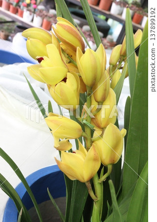 Boat orchid or cymbidium orchid flower plant 137899192