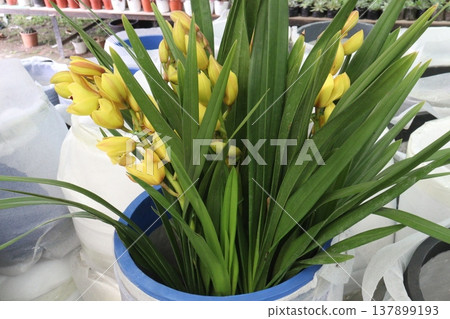 Boat orchid or cymbidium orchid flower plant Boat orchid or cymbidium orchid flower plant 137899193