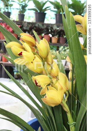 Boat orchid or cymbidium orchid flower plant Boat orchid or cymbidium orchid flower plant 137899195