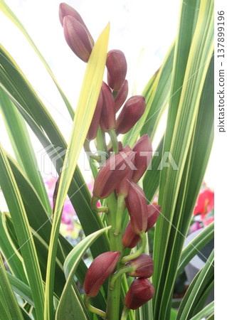 Boat orchid or cymbidium orchid flower plant 137899196