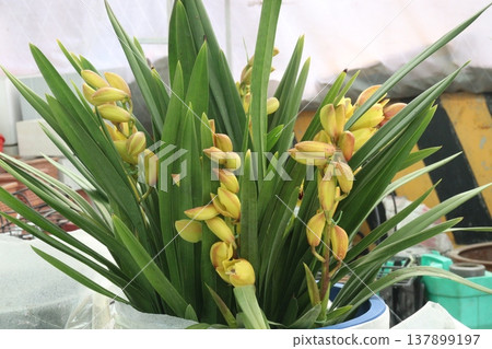 Boat orchid or cymbidium orchid flower plant 137899197