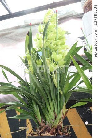 Boat orchid or cymbidium orchid flower plant 137899233
