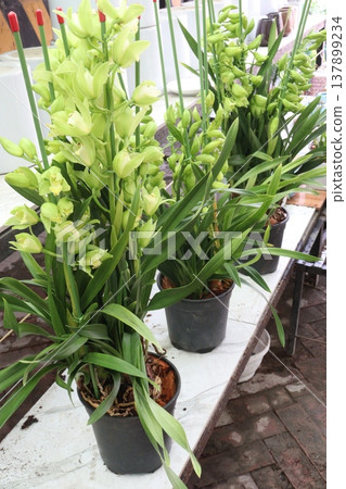 Boat orchid or cymbidium orchid flower plant Boat orchid or cymbidium orchid flower plant 137899234