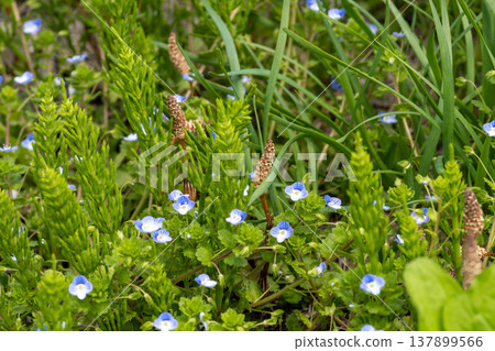 Cute purple flowers blooming in the spring fields: Veronica persica Cute purple flowers blooming in the spring fields: Veronica persica 137899566
