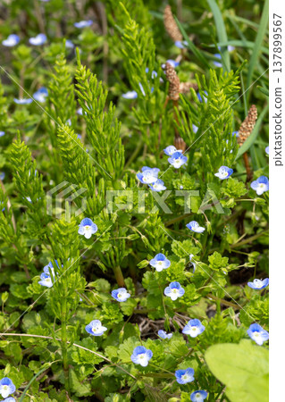 Cute purple flowers blooming in the spring fields: Veronica persica Cute purple flowers blooming in the spring fields: Veronica persica 137899567
