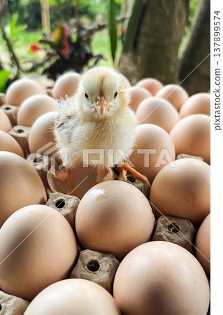 Recently hatched baby chicken standing on tray of eggs in backyard Recently hatched baby chicken standing on tray of eggs in backyard 137899574
