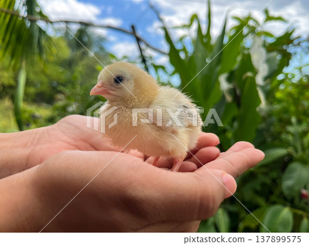 Close-up of newborn yellow chick standing on human palms outdoors 137899575