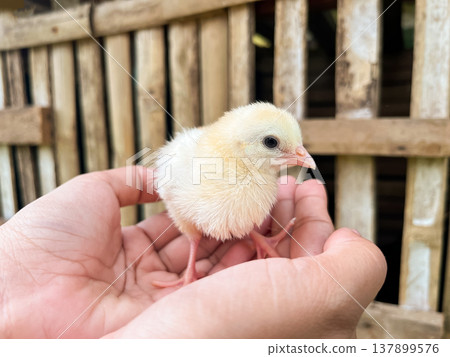 Close-up of small yellow chick held in hands with bamboo bird cages in background, newborn poultry standing on palms in traditional farm setting Close-up of small yellow chick held in hands with bamboo bird cages in background, newborn poultry standing on palms in traditional farm setting 137899576