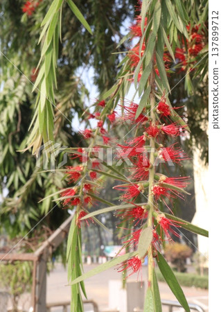Bottlebrushes flower plant on farm Bottlebrushes flower plant on farm 137899712