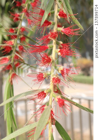 Bottlebrushes flower plant on farm Bottlebrushes flower plant on farm 137899714