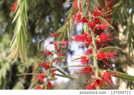 Bottlebrushes flower plant on farm Bottlebrushes flower plant on farm 137899715