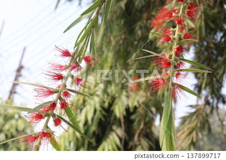 Bottlebrushes flower plant on farm Bottlebrushes flower plant on farm 137899717