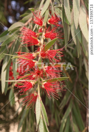 Bottlebrushes flower plant on farm Bottlebrushes flower plant on farm 137899718