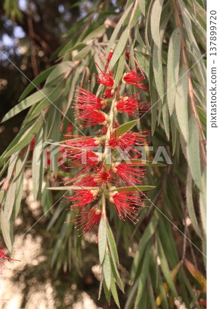 Bottlebrushes flower plant on farm 137899720