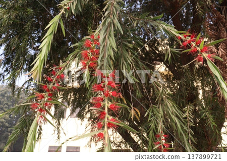 Bottlebrushes flower plant on farm Bottlebrushes flower plant on farm 137899721