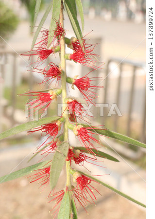 Bottlebrushes flower plant on farm Bottlebrushes flower plant on farm 137899724
