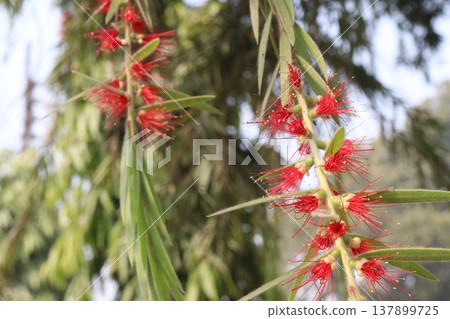 Bottlebrushes flower plant on farm Bottlebrushes flower plant on farm 137899725