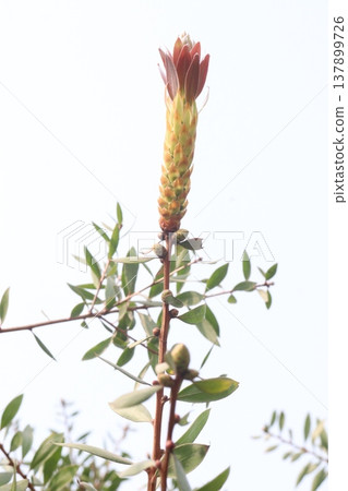 Bottlebrushes flower plant on farm Bottlebrushes flower plant on farm 137899726