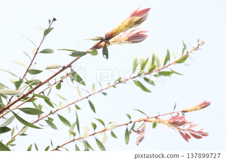 Bottlebrushes flower plant on farm Bottlebrushes flower plant on farm 137899727
