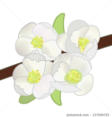 白色木瓜花插圖 白色木瓜花插圖 137899785