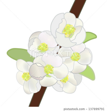 白色木瓜花插圖 白色木瓜花插圖 137899791
