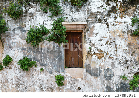 The exterior wall of an old building covered in ivy The exterior wall of an old building covered in ivy 137899951