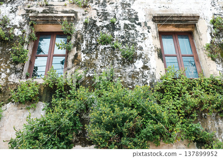 The exterior wall of an old building covered in ivy The exterior wall of an old building covered in ivy 137899952