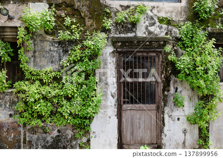 The exterior wall of an old building covered in ivy The exterior wall of an old building covered in ivy 137899956