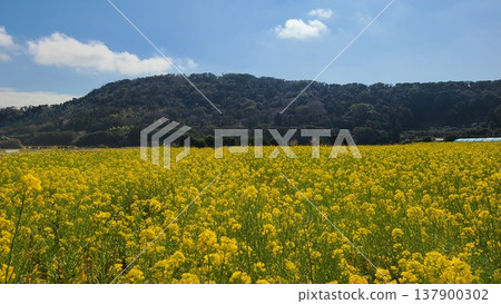 強姦開花 強姦開花 137900302