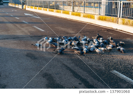 Pigeons gather on road to eat spilled food in city during morning light Pigeons gather on road to eat spilled food in city during morning light 137901068