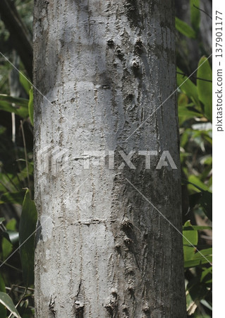 The texture of the bark and trunk of the Japanese maple (Acer pictum), Tohoku region. The texture of the bark and trunk of the Japanese maple (Acer pictum), Tohoku region. 137901177