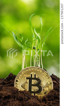 Bitcoin coin grows with plants in soil under bright green background during daytime 137901207