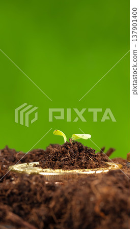Two small plant sprouts grow from dark soil beside a coin in a green environment Two small plant sprouts grow from dark soil beside a coin in a green environment 137901400