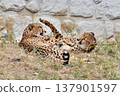 獵豹們一起玩耍 137901597