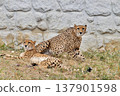 獵豹擠在一起 137901598