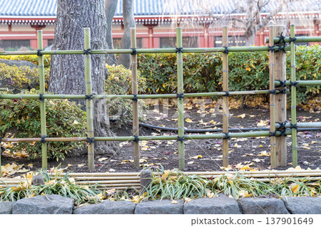 Traditional Japanese bamboo fence tied with black twine in a Zen garden. Fallen yellow ginkgo leaves on ground with temple architecture background during autumn. Peaceful landscape park garden scene. 137901649