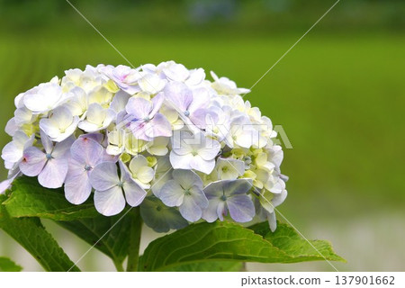 【六月】稻田邊盛開著淡色繡球花 【六月】稻田邊盛開著淡色繡球花 137901662