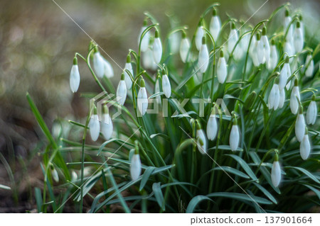 A bush of snow-white snowdrops in a flower bed 137901664