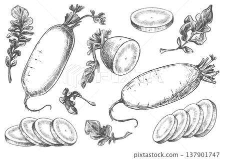 Daikon sketch. Vector illustration of the vegetable in an engraving style. A large set of whole radish roots and slices lying on a table. Hand drawn, imitating etching. Line drawing with ink. Daikon sketch. Vector illustration of the vegetable in an engraving style. A large set of whole radish roots and slices lying on a table. Hand drawn, imitating etching. Line drawing with ink. 137901747