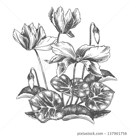 Vector sketch of a cyclamen bush on a white background. Imitation of a botanical engraving. Linear ink drawing. Raw material for medicines, perfumes, and cosmetics. Flowers, buds, and leaves. Vector sketch of a cyclamen bush on a white background. Imitation of a botanical engraving. Linear ink drawing. Raw material for medicines, perfumes, and cosmetics. Flowers, buds, and leaves. 137901756
