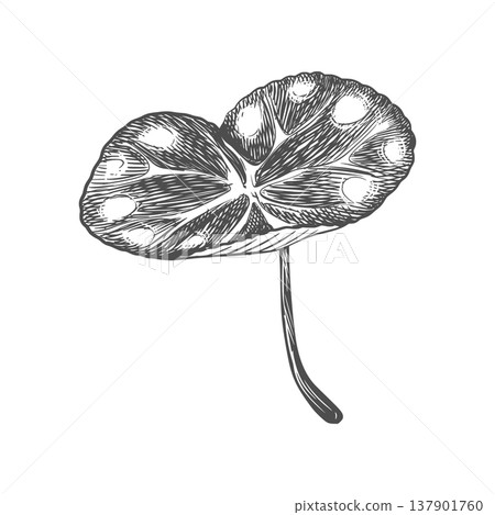 Vector sketch of a cyclamen leaf on a white background. Line drawing of the flower. Imitation of engraving. Raw material for medicines, perfumes, and cosmetics. 137901760