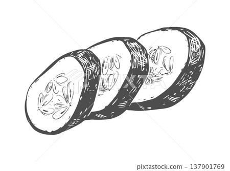 Vector sketch of a cucumber. Slices of the fresh vegetable lie on a table. Detailed botanical illustration isolated on a white background. Line drawing agricultural vegetable for packaging. Vector sketch of a cucumber. Slices of the fresh vegetable lie on a table. Detailed botanical illustration isolated on a white background. Line drawing agricultural vegetable for packaging. 137901769