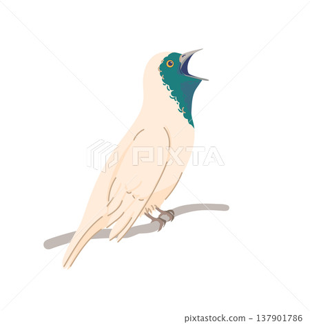 The araponga is a bird native to Brazil, Paraguay, Argentina. Flat style vector illustration of a Bare-throated bellbird. It produces a loud, shrill call, similar to a hammer striking an anvil. 137901786