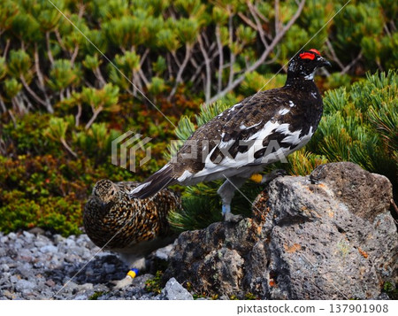 一對岩雷鳥從乘鞍山的矮松林中飛了出來。 一對岩雷鳥從乘鞍山的矮松林中飛了出來。 137901908
