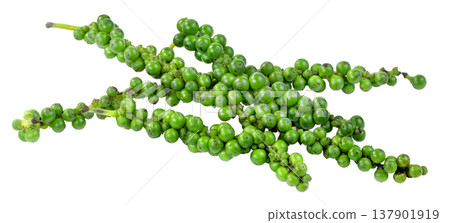 Several bunches of fresh green peppercorns isolated. Raw organic spice seeds on stems for culinary seasoning and food photography. Macro detail of natural spice ingredients. Several bunches of fresh green peppercorns isolated. Raw organic spice seeds on stems for culinary seasoning and food photography. Macro detail of natural spice ingredients. 137901919