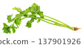 Fresh celery stalk with vibrant green leaves and roots isolated. Perfect for healthy eating, cooking, and nutritional content. Organic vegetable for diet and wellness. 137901926