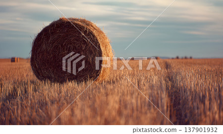 Round hay bales are sitting in a farm field. Rolls of hay in the summer field with blue sky. 137901932