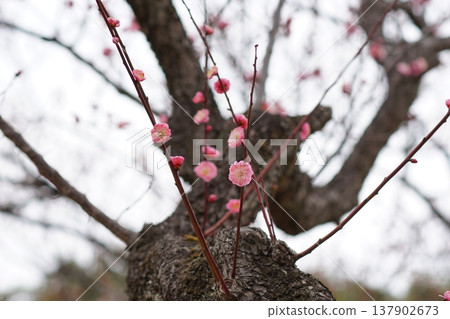 Spring (Plum blossoms) Spring (Plum blossoms) 137902673